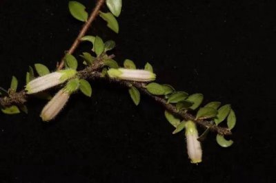 云南德宏发现植物新种李恒树萝卜